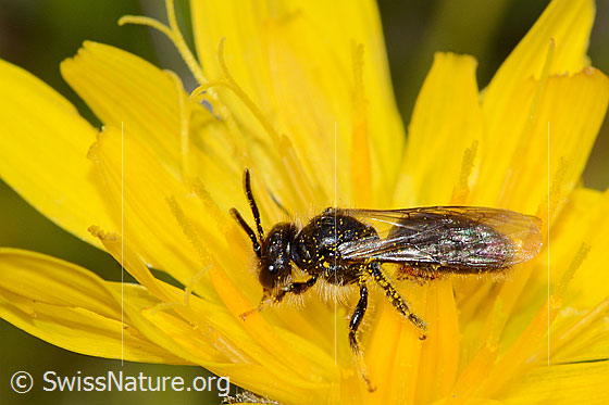 Gebirgs-Scheinlappenbiene (Panurginus montanus)