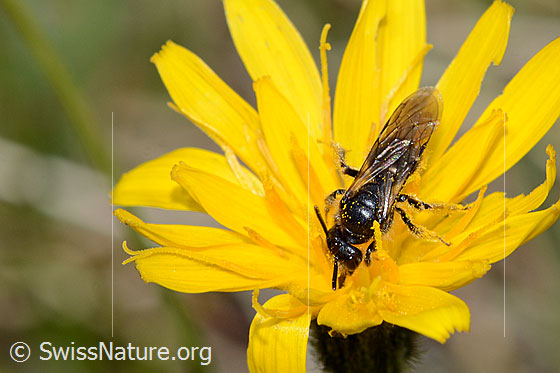 Photo: Panurgus calcaratus. Length 7mm. View from the front oben.
