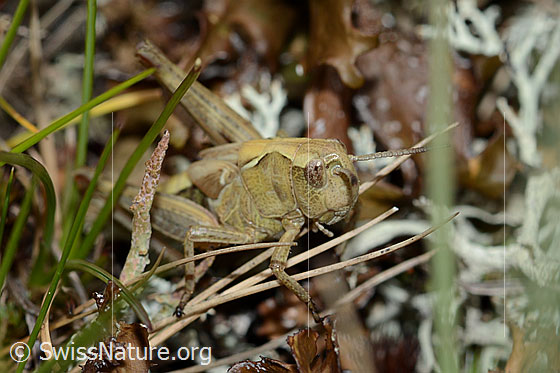 Photo: Gomphocerus sibiricus. Nymph stage 4. Female. View diagonally from the front.