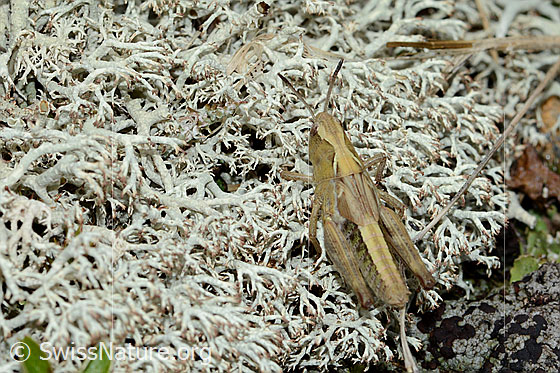 Photo: Gomphocerus sibiricus. Nymph stage 4. Female. View from above.