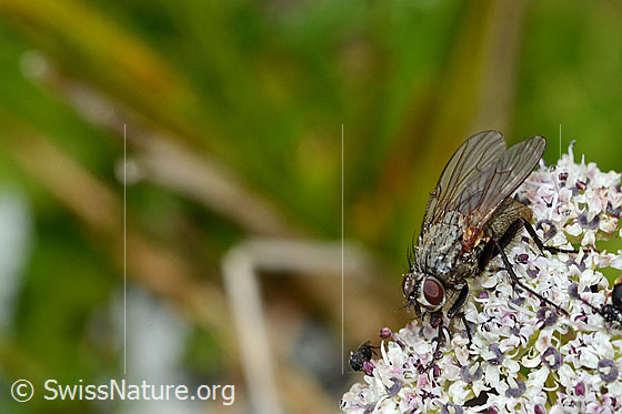 Foto: Wahrscheinlich Helina depuncta (Echte Fliege) auf Zwerg-Mutterwurz (Ligusticum mutellinoides). Länge 8mm. Weibchen. Ansicht von schräg oben.