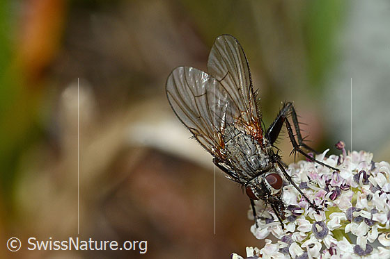 Foto: Wahrscheinlich Helina depuncta (Echte Fliege) auf Zwerg-Mutterwurz (Ligusticum mutellinoides). Länge 8mm. Weibchen. Ansicht von oben.