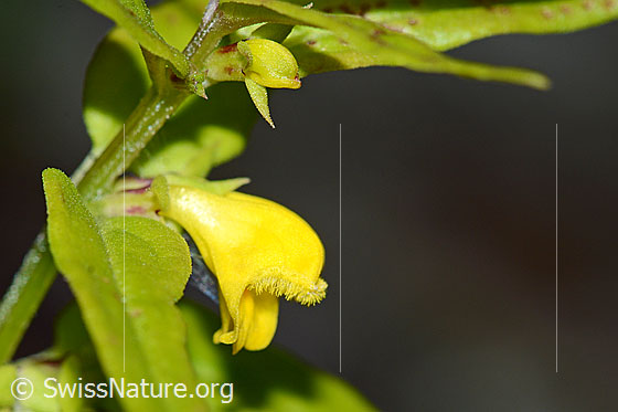 Wald-Wachtelweizen (Melampyrum sylvaticum)