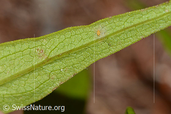 Foto: Wald-Wachtelweizen (Melampyrum sylvaticum). Blattunterseite.