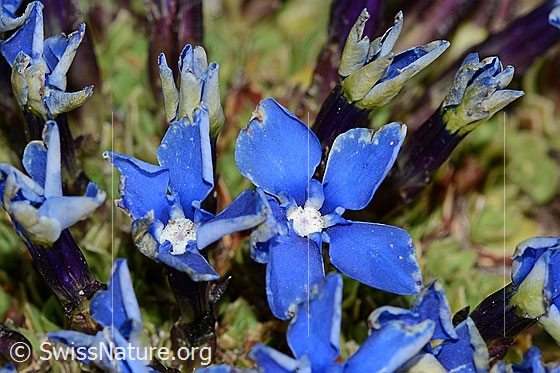 Foto: Schleichers Enzian (Gentiana schleicheri). Blüten.