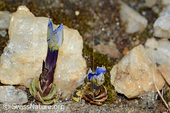 Foto: Schleichers Enzian (Gentiana schleicheri). Ganze Pflanze (Habitus).