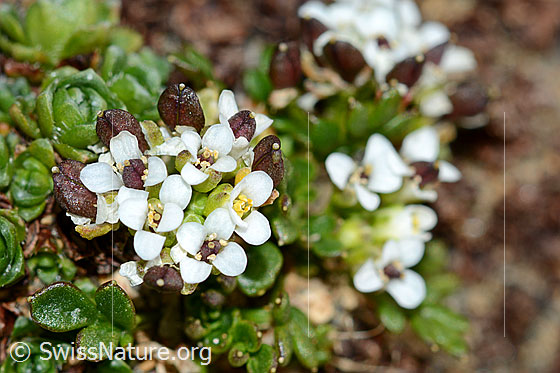 Kurzstängelige Gämskresse (Pritzelago alpina ssp. brevicaulis)