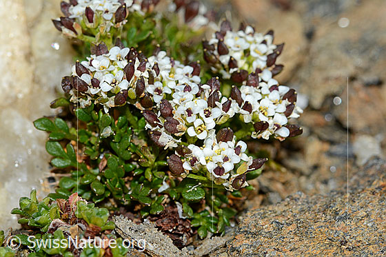 Foto: Kurzstängelige Gämskresse (Pritzelago alpina ssp. brevicaulis). Ganze Pflanze (Habitus).