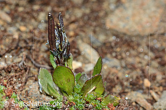 Photo: Arabis caerulea. Whole plant with fruit pods.