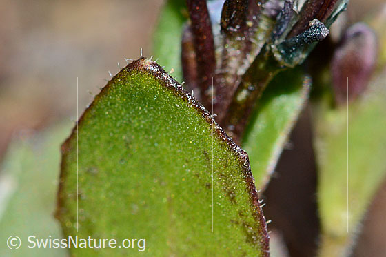 Foto: Bläuliche Gänsekresse (Arabis caerulea). Bewimperter Blattrand.