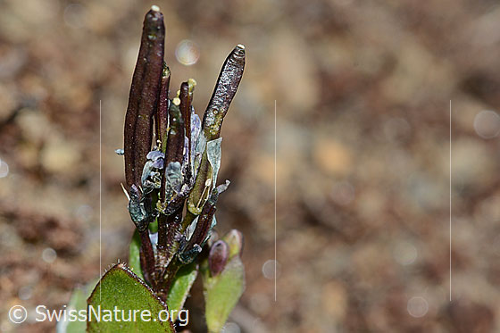 Foto: Bläuliche Gänsekresse (Arabis caerulea). Fruchthülsen.