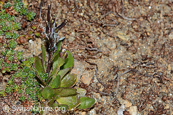 Foto: Bläuliche Gänsekresse (Arabis caerulea). Ganze Pflanze (Habitus) mit Fruchthülsen.