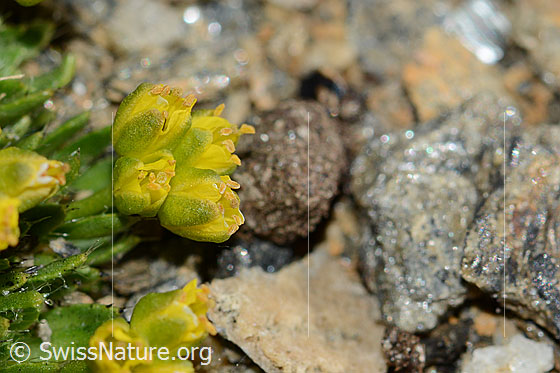 Foto: Hoppes Felsenblümchen (Draba hoppeana). Blüten.