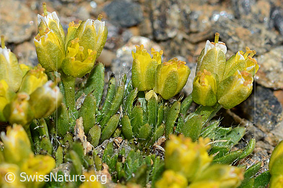 Foto: Hoppes Felsenblümchen (Draba hoppeana), Stängel, Blätter und Blüten.