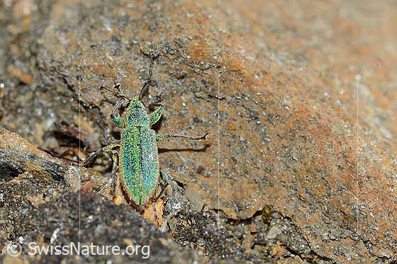 Foto: Gebirgs-Blattrüssler (Phyllobius arborator). Länge 7mm. Männchen. Ansicht von oben.