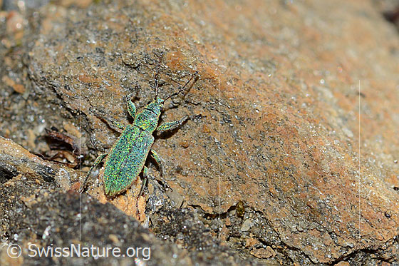 Foto: Gebirgs-Blattrüssler (Phyllobius arborator). Länge 7mm. Männchen. Ansicht von oben.
