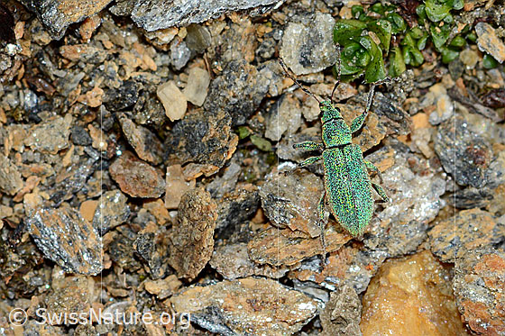 Photo: Phyllobius arborator. Length 7mm. Male. View from above.
