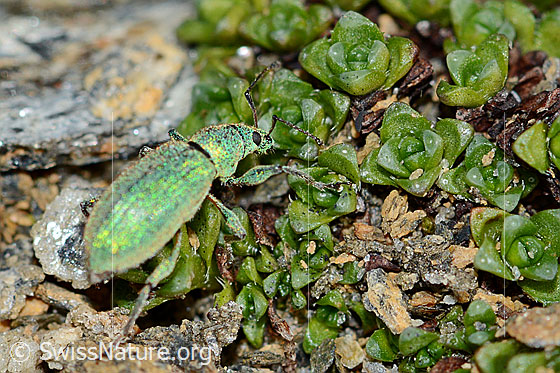 Foto: Gebirgs-Blattrüssler (Phyllobius arborator). Länge 7mm. Männchen. Ansicht von schräg oben.