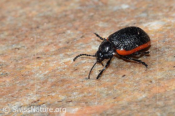 Photo: Chrysolina sanguinolenta. Length 6-9mm. View from the side.