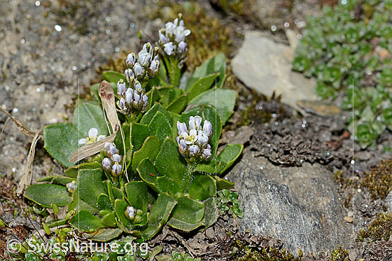 Foto: Bläuliche Gänsekresse (Arabis caerulea). Ganze Pflanze (Habitus).