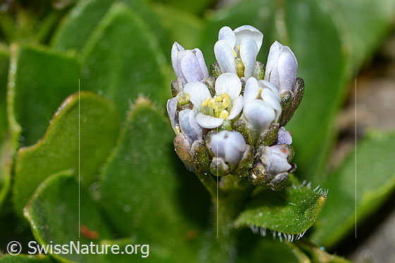 Foto: Bläuliche Gänsekresse (Arabis caerulea). Blüten.