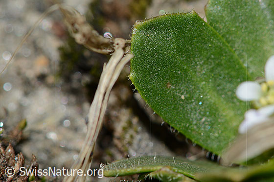 Foto: Bläuliche Gänsekresse (Arabis caerulea). Blatt.