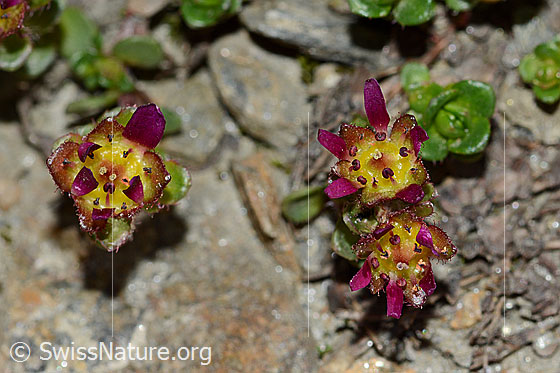 Foto: Zweiblütiger Steinbrech (Saxifraga biflora). Blüten.
