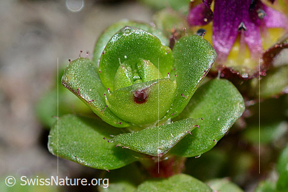 Foto: Zweiblütiger Steinbrech (Saxifraga biflora). Blätter. Drüsige Haare am Blattrand.