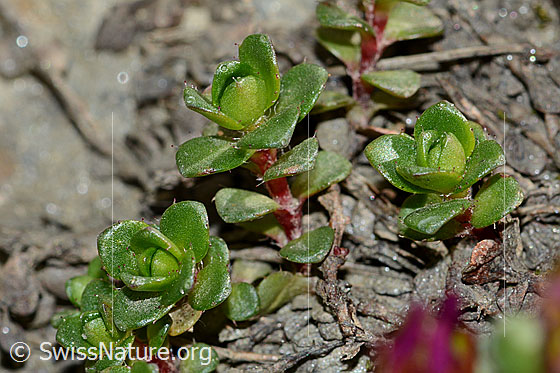 Photo: Saxifraga biflora. Leaves and stem.