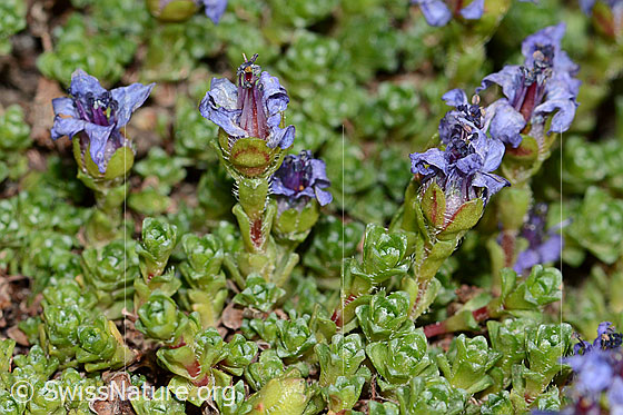 Foto: Gegenblättriger Steinbrech (Saxifraga oppositifolia). Verblühte Blüten.