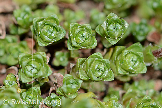 Foto: Gegenblättriger Steinbrech (Saxifraga oppositifolia). Blätter.