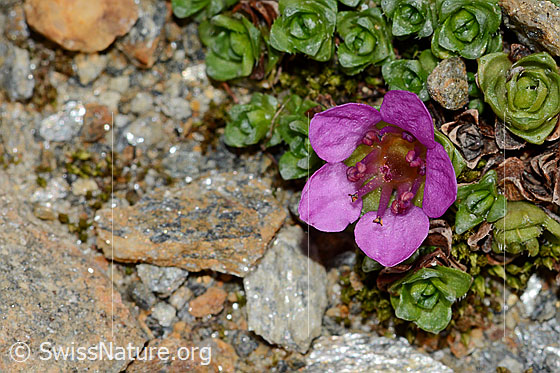 Foto: Gegenblättriger Steinbrech (Saxifraga oppositifolia). Geöffnete Blüte. Ansicht von oben.