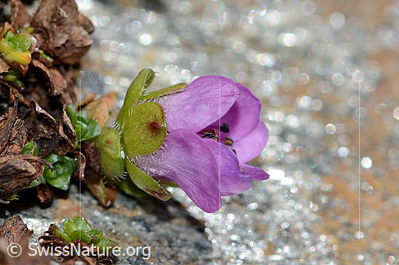 Foto: Gegenblättriger Steinbrech (Saxifraga oppositifolia). Blüte und bewimperte Blätter.