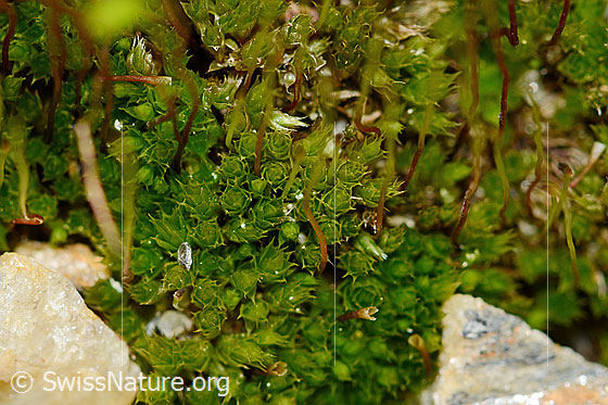 Foto: Wahrscheinlich Haar-Birnmoos (Bryum capillare). Blätter.