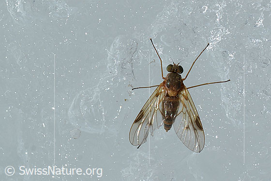 Foto: Wahrscheinlich Rhagio lineola (Schnepfenfliege). Länge 6 - 8mm. Weibchen. Auf Gletschereis. Ansicht von oben.