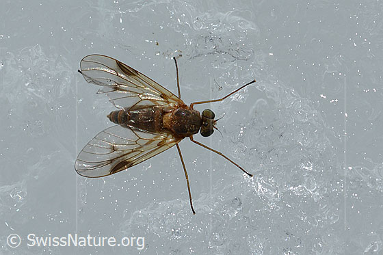 Rhagio lineola (Schnepfenfliege)