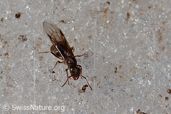 Photo: Probably Formica pressilabris. Length 4.5 - 6.5mm. Queen. View from diagonally front top.