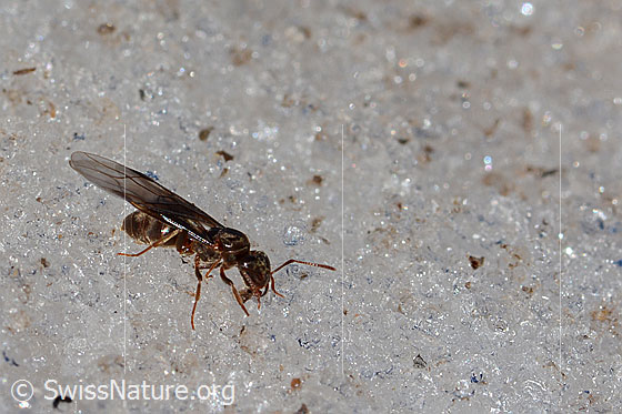 Photo: Probably Formica pressilabris. Length 4.5 - 6.5mm. Queen. View from the side above.