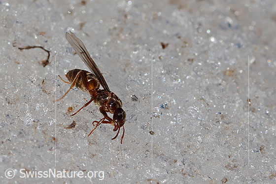 Photo: Probably Formica pressilabris. Length 4.5 - 6.5mm. Queen. View from side front.