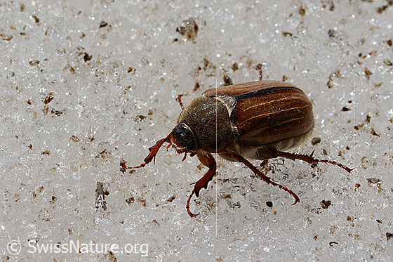 Foto: Gerippter Brachkäfer (Amphimallon solstitiale). Länge 16mm. Weibchen. Ansicht von schräg vorne. Wird auch (wie andere Käfer auch) Kleiner Maikäfer oder Junikäfer genannt. 