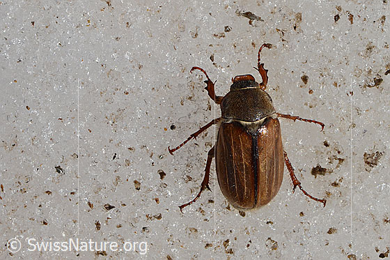 Foto: Gerippter Brachkäfer (Amphimallon solstitiale) auf Eis am Gletscherrand. Länge 16mm. Weibchen.  Ansicht von oben. Wird auch (wie andere Käfer auch) Kleiner Maikäfer oder Junikäfer genannt.