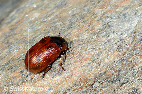 Foto: Gonioctena nivosus (Blattkäfer). Länge 5mm. Wird auch Gonioctena nivosa genannt.