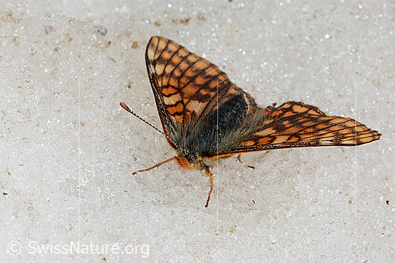 Foto: Veilchen-Scheckenfalter (Euphydryas cynthia) auf Schnee am Gletscherrand. Weibchen. Flügel geöffnet. Ansicht von schräg vorne. Wird auch Alpen-Scheckenfalter genannt.