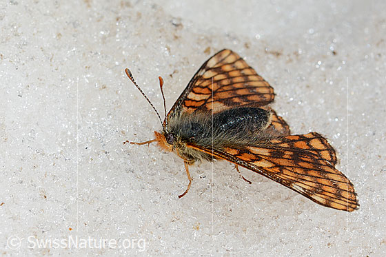 Foto: Veilchen-Scheckenfalter (Euphydryas cynthia) auf Schnee am Gletscherrand. Weibchen. Flügel geöffnet. Ansicht von seitlich oben. Wird auch Alpen-Scheckenfalter genannt.