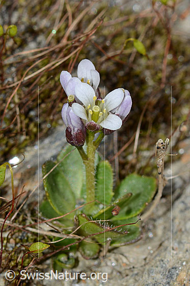 Foto: Bläuliche Gänsekresse (Arabis caerulea). Ganze Pflanze (Habitus).