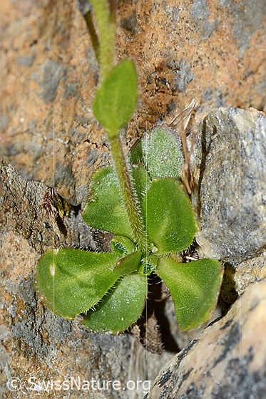 Foto: Bläuliche Gänsekresse (Arabis caerulea)