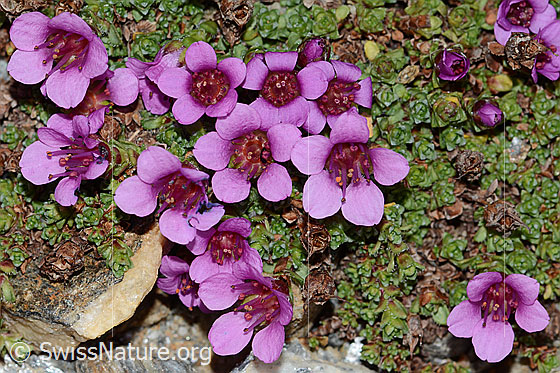 Foto: Gegenblättriger Steinbrech (Saxifraga oppositifolia). Blüten und Blätter.