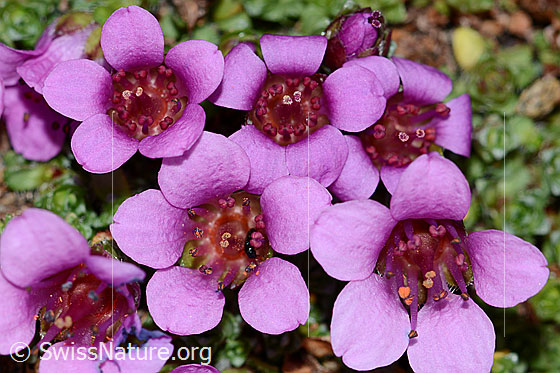 Foto: Gegenblättriger Steinbrech (Saxifraga oppositifolia). Blüten. Ansicht von oben.