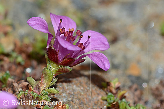 Foto: Gegenblättriger Steinbrech (Saxifraga oppositifolia). Blüte und Stängel. Ansicht von der Seite.