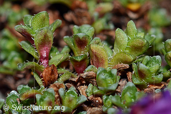 Foto: Gegenblättriger Steinbrech (Saxifraga oppositifolia). Blätter und Stängel.